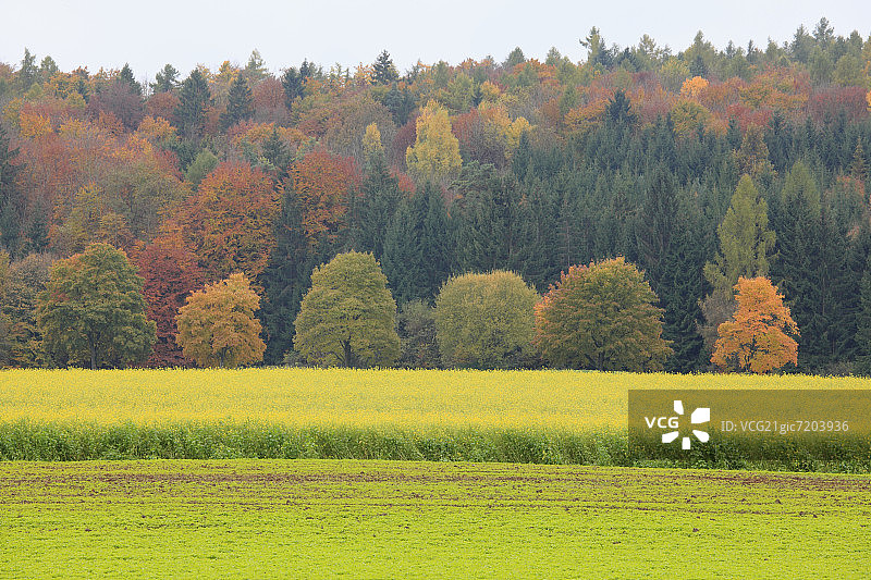 秋天的芥菜田图片素材