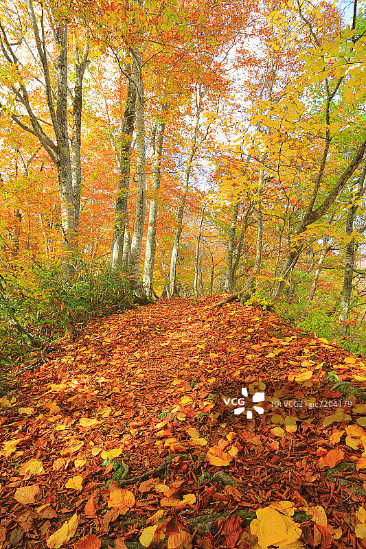 秋天的山毛榉树图片素材