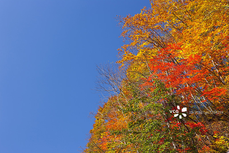 日本青森县白神山地的秋季树木与蓝天图片素材