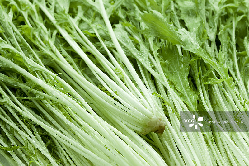 雪里蕻特写镜头图片素材