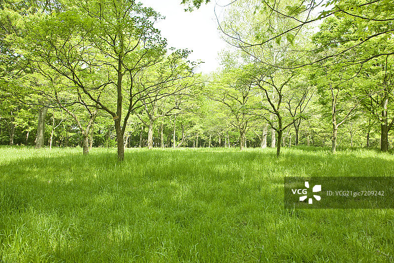 小金井公园，日本东京小金井市图片素材