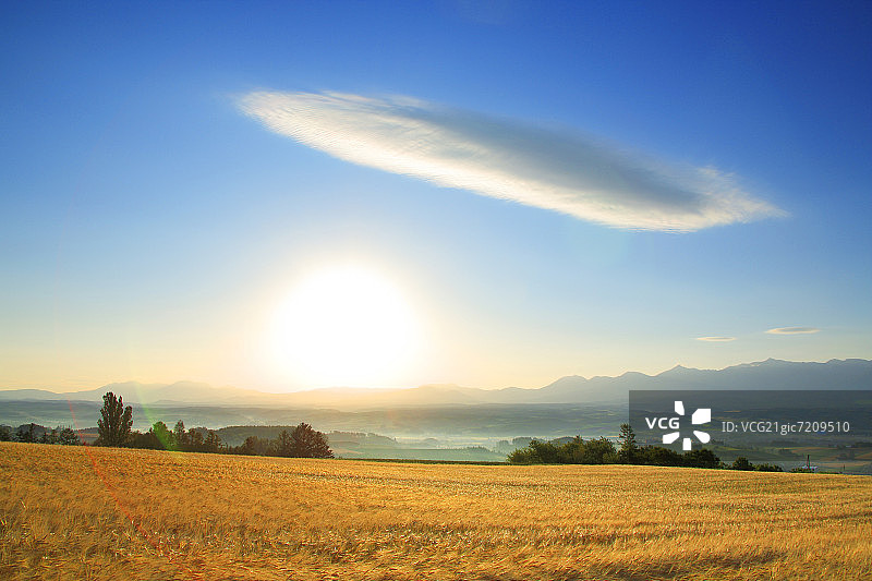 小麦和大麦田图片素材