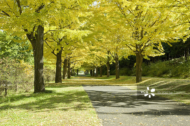 日本东京多摩市道路两旁的银杏树图片素材