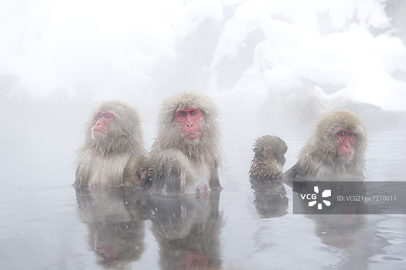 日本猕猴图片素材