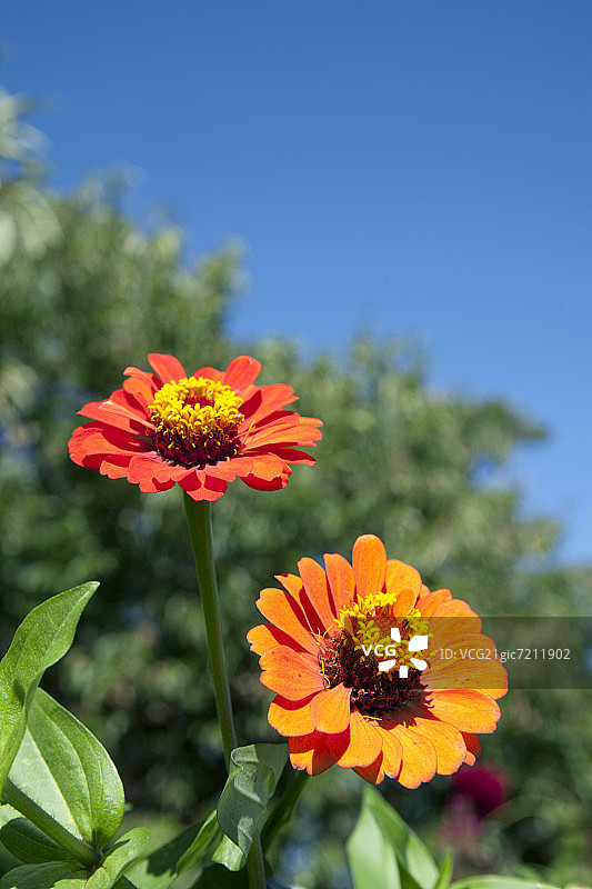 Zinnia线虫图片素材