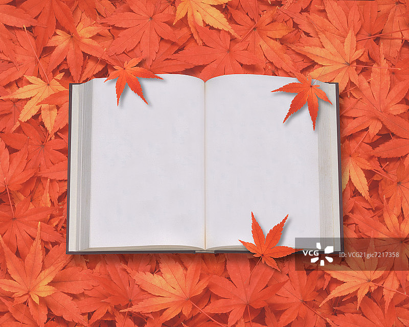 空白书本和日本枫叶图片素材
