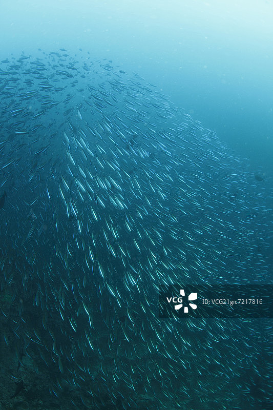 暗色长梭鱼群图片素材