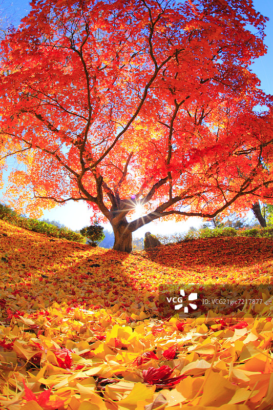 日本长野县的日本枫树图片素材