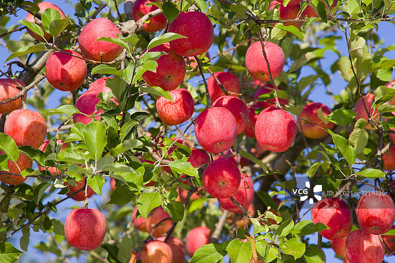 果园里的红苹果树，日本青森县弘前市图片素材