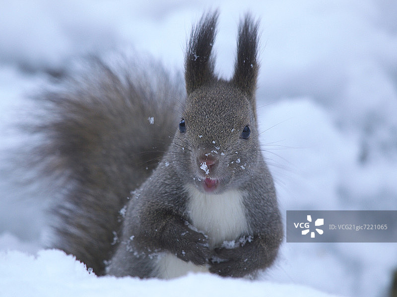雪地里的欧亚红松鼠图片素材