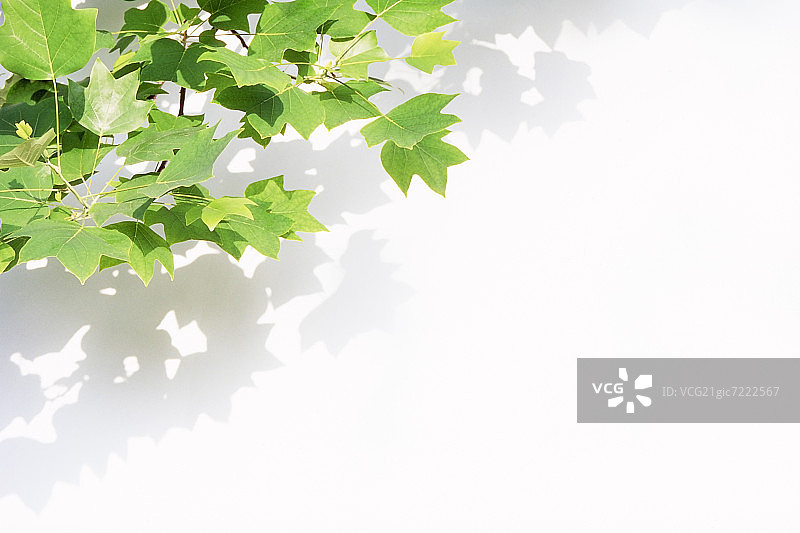 绿色的树叶图片素材