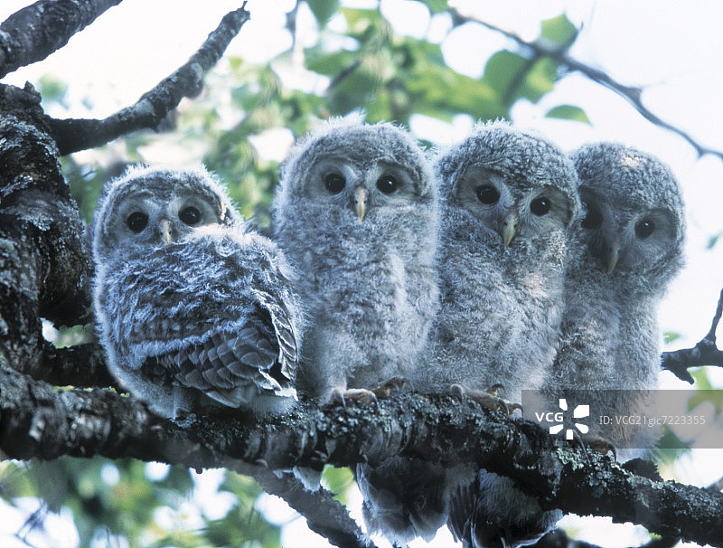 在树枝上栖息的乌拉尔幼鸟，日本北海道池田町图片素材
