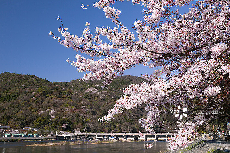 春季的渡月桥和保津川图片素材