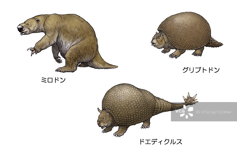公元4世纪的南美洲野生动物图片素材