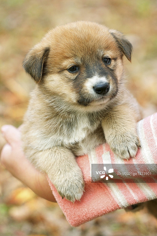 在女人怀里的幼犬图片素材