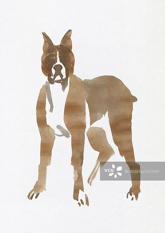 水彩画拳师犬图片素材