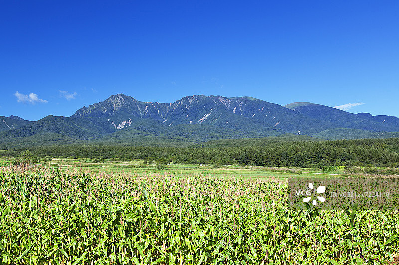 八岳山和玉米地图片素材