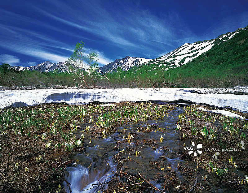 日本长野县的臭菘图片素材