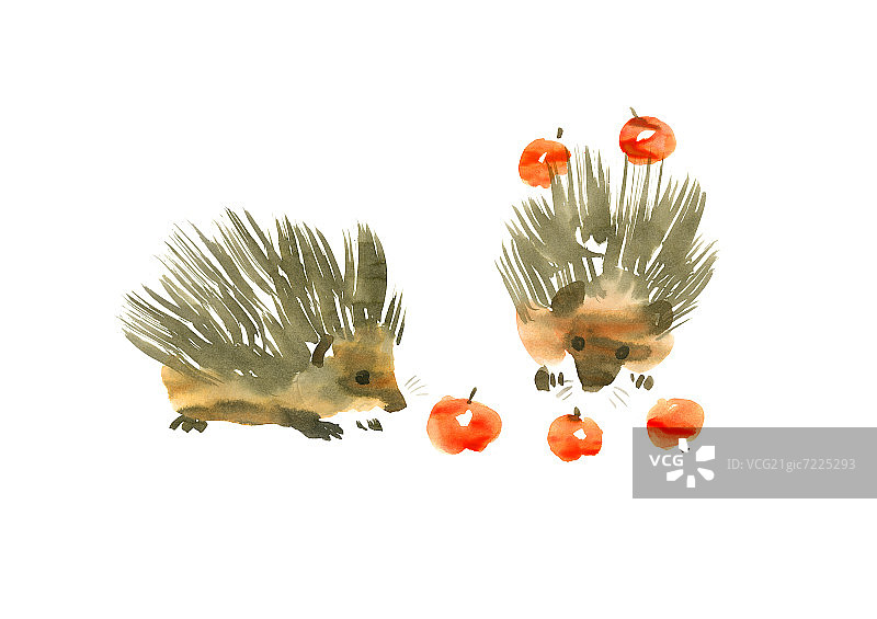 两只刺猬看着樱桃，白色背景图片素材