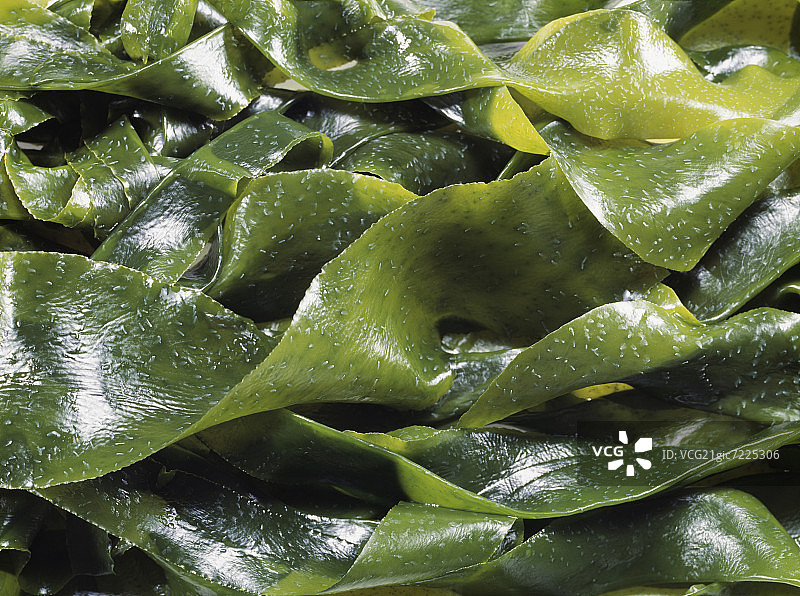 裙带菜海藻图片素材