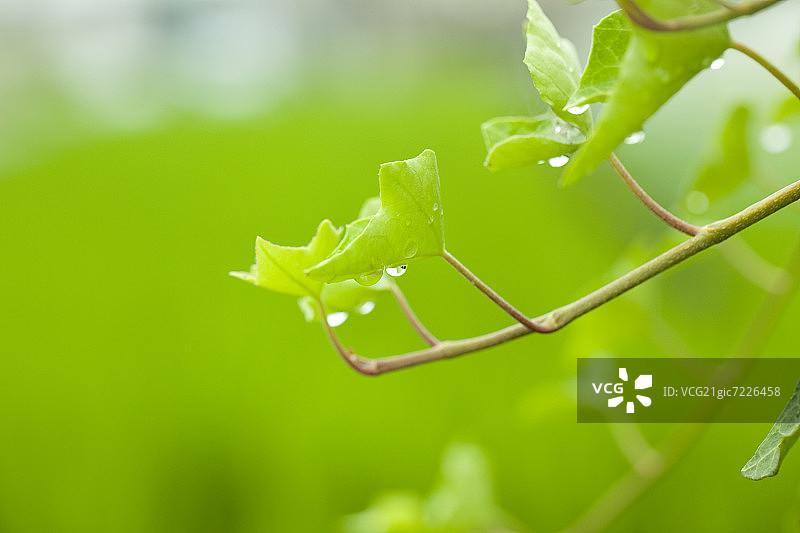 英国常春藤和水滴图片素材