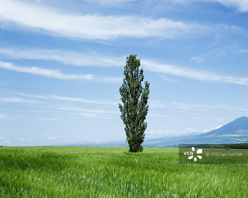 日本北海道富良野市的田野杨树图片素材