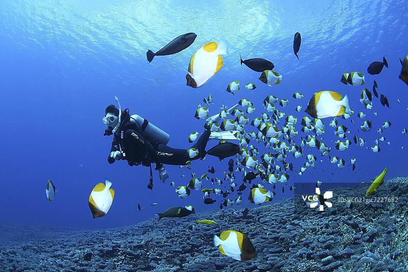 潜水员与蝴蝶鱼同游，塞班岛，北马里亚纳群岛图片素材