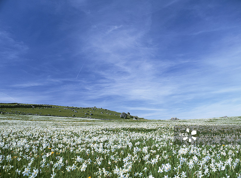 法国盛开的黄水仙花田图片素材