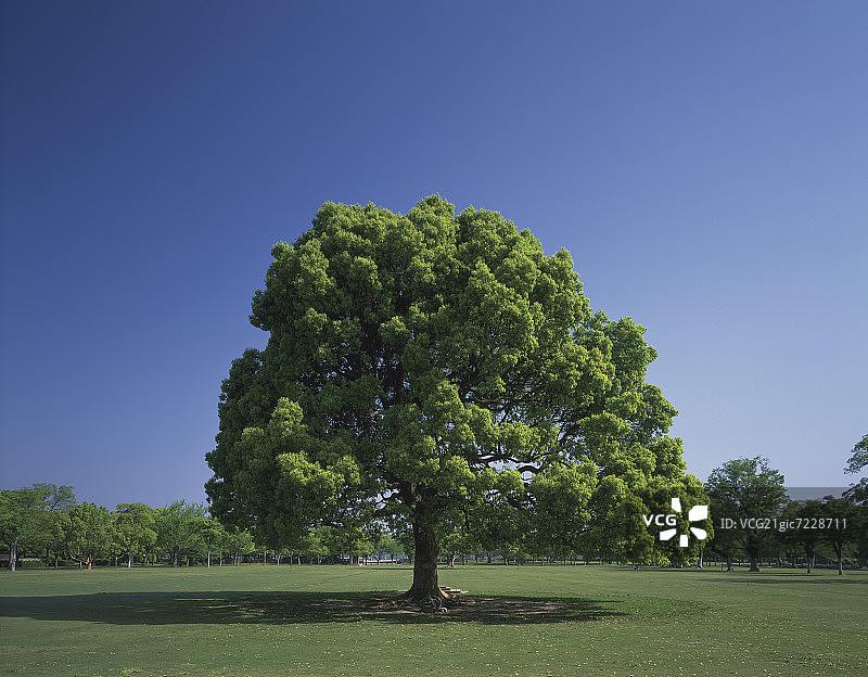 单株樟树图片素材