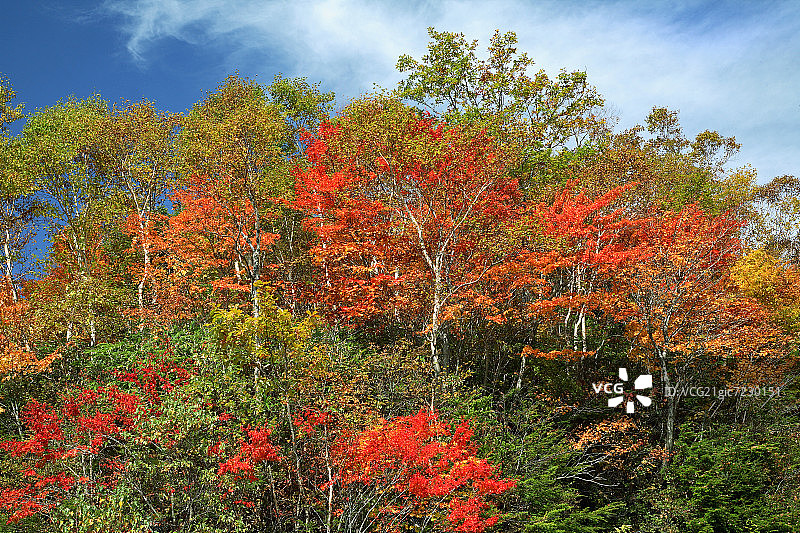 日本长野山之内町志贺高原秋色树木图片素材
