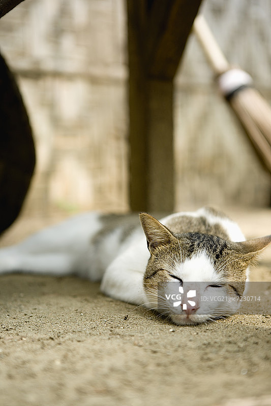 那只猫图片素材