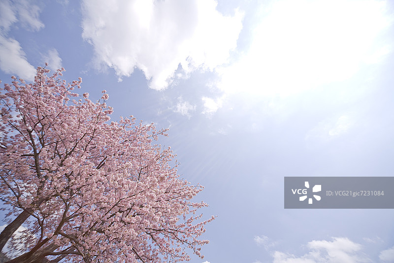 日本静冈县河津的盛开樱花树图片素材