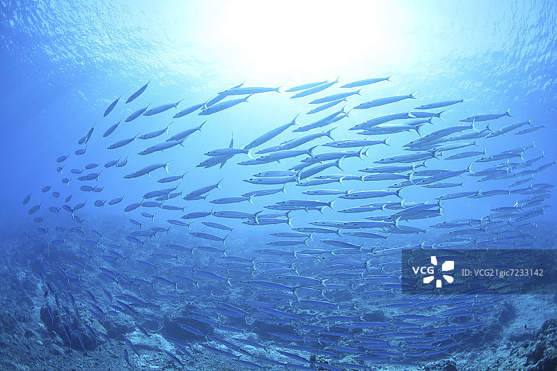梭鱼群，塞班岛，北马里亚纳群岛图片素材
