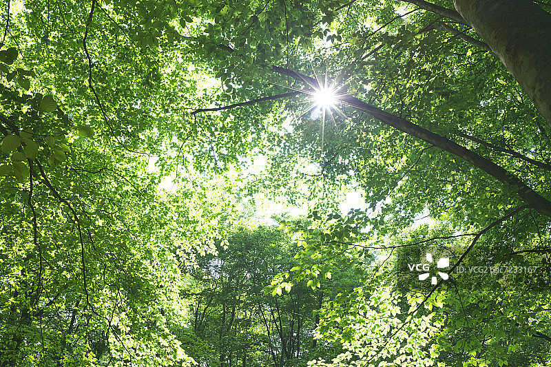 日本本州新泻县山毛榉树低角度景观图片素材
