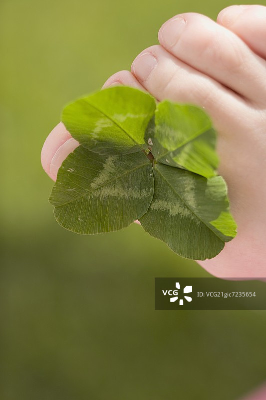 脚趾间的三叶草图片素材