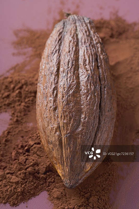 可可粉上的可可果图片素材