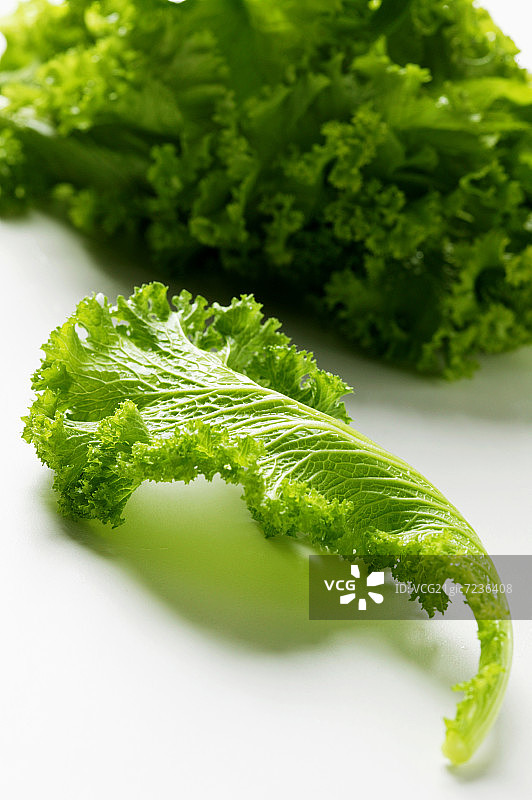 叶片卷曲的芥菜图片素材