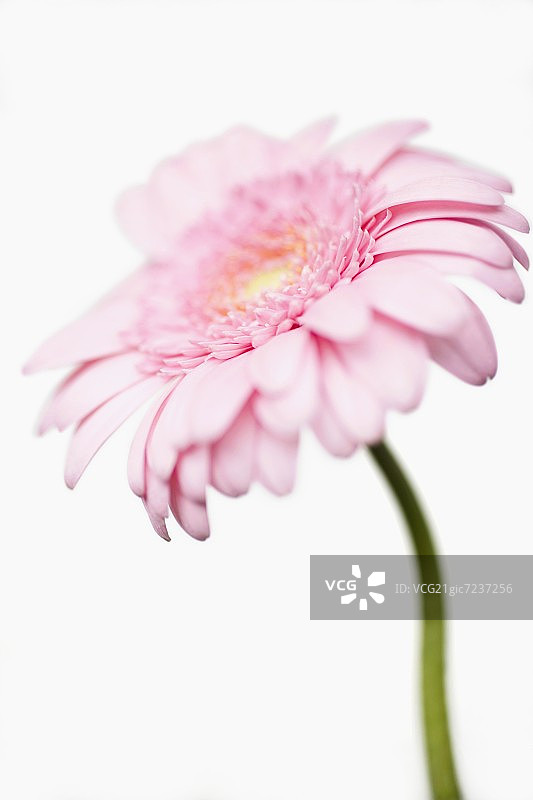 粉红色的非洲菊图片素材