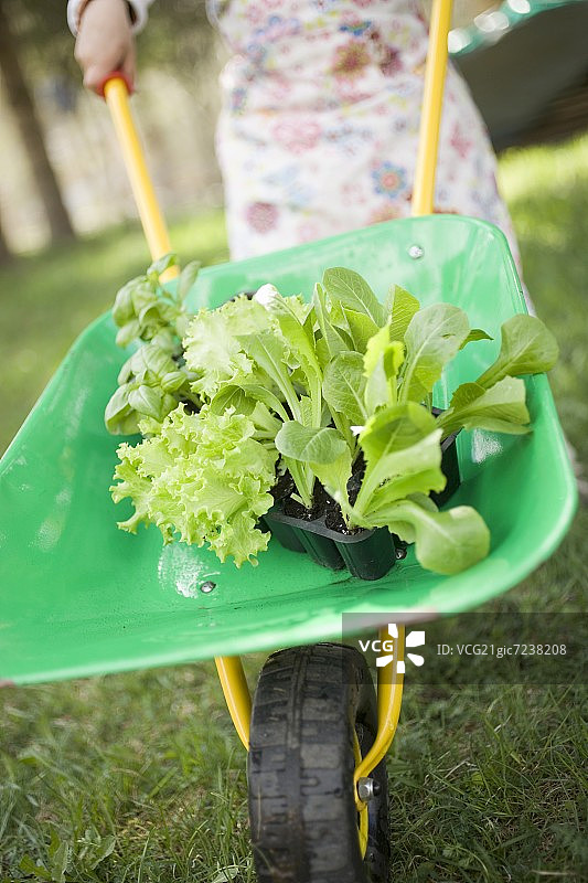 儿童推独轮车装载生菜罗勒图片素材