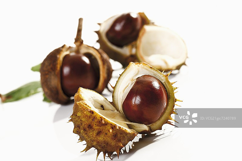 带开口外壳的马栗图片素材
