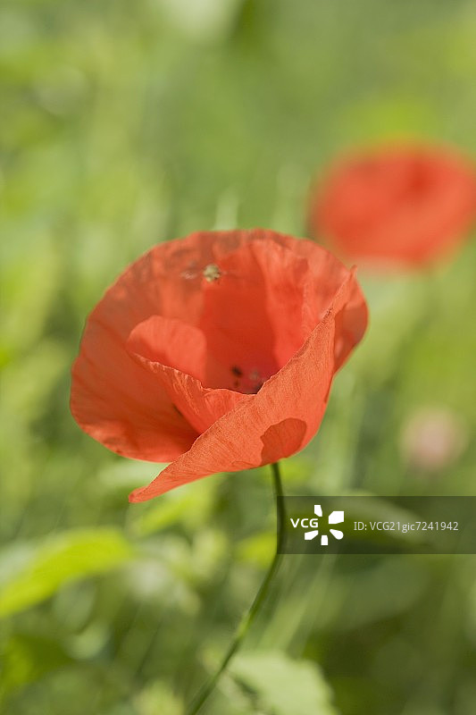 罂粟花图片素材