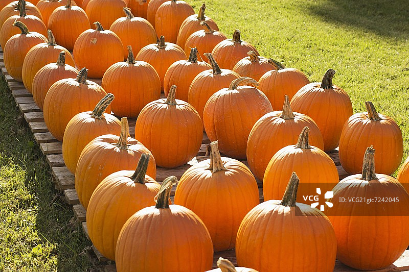 佛蒙特州贝宁顿收获的南瓜图片素材
