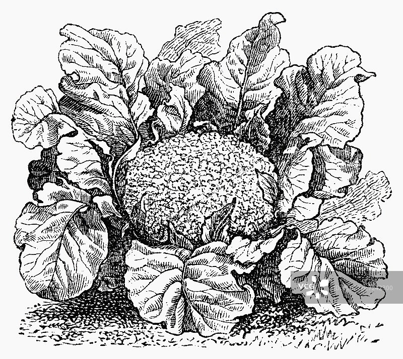 花椰菜（插画）图片素材