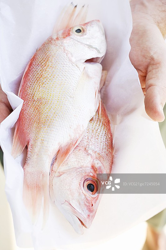 双手捧着新鲜的潘多拉图片素材