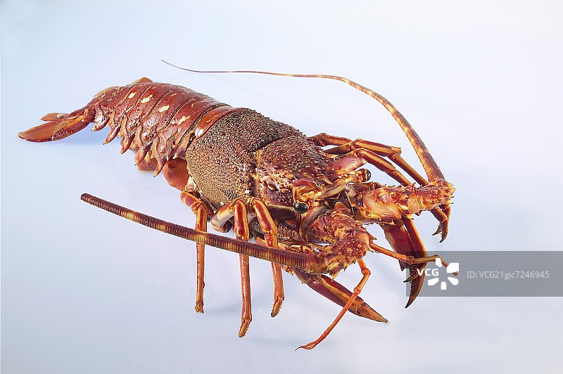 煮熟的龙虾图片素材
