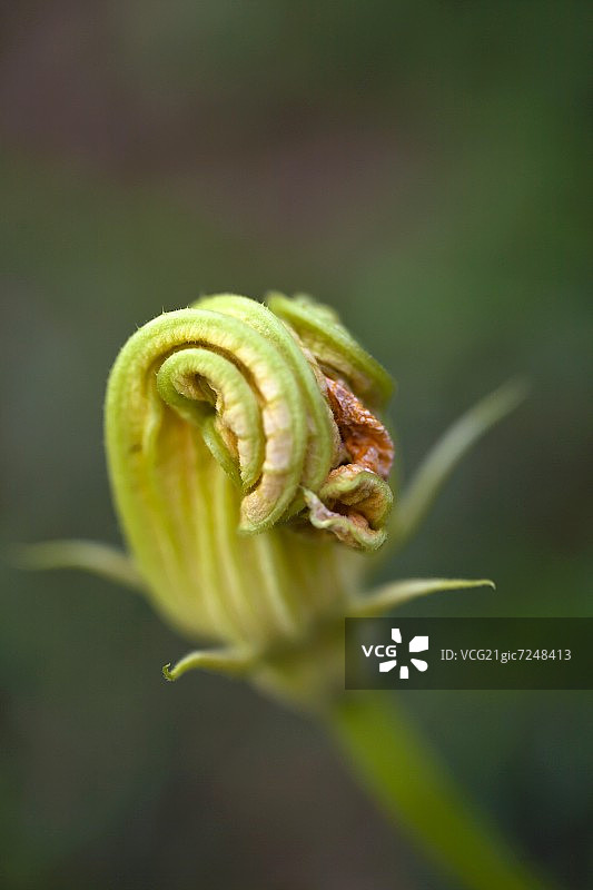 西葫芦花图片素材