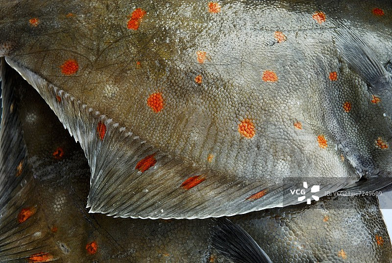 两块鲽鱼图片素材