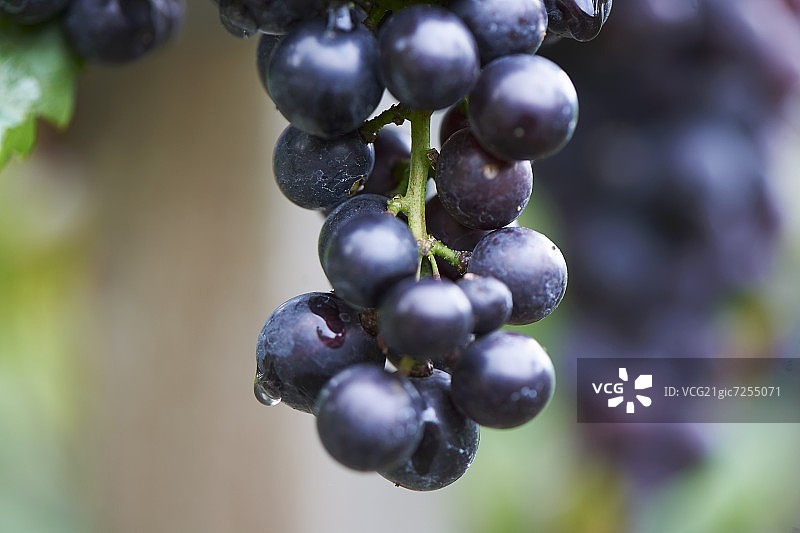 黑皮诺葡萄图片素材
