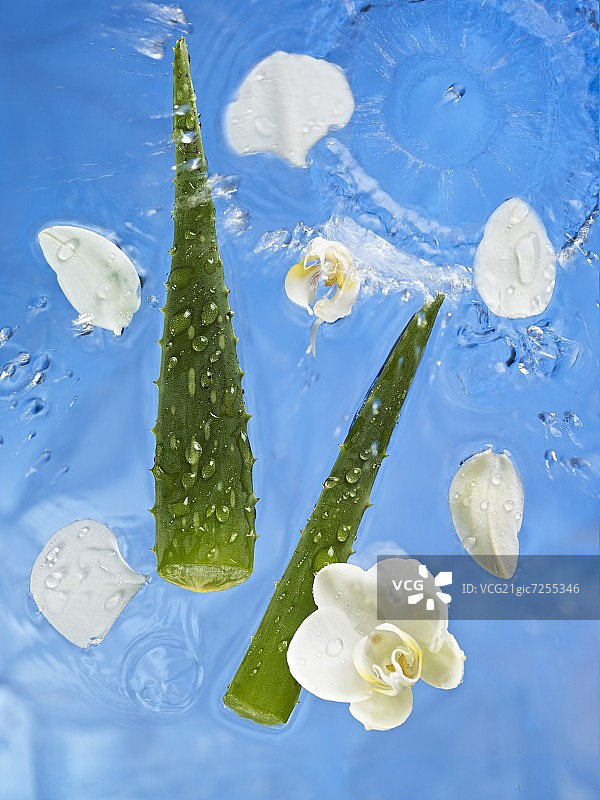 水中的芦荟和兰花图片素材