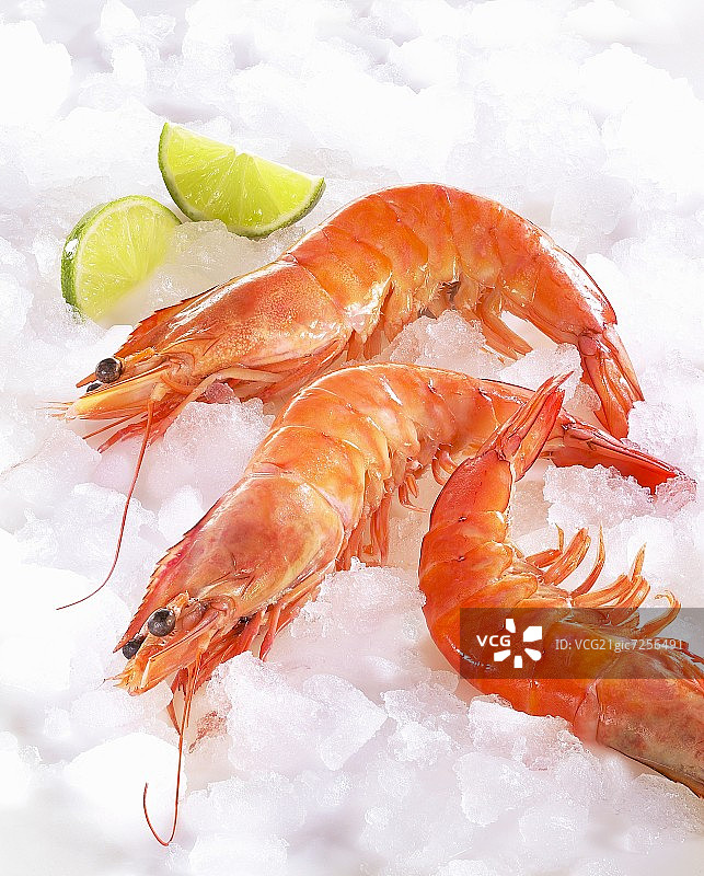 冰上的虾图片素材